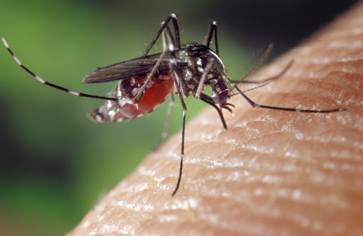 Immagine Notizia Prevenzione e controllo delle malattie trasmesse da insetti vettori ed in particolare dalla zanzara tigre_Ordinanza Sindacale